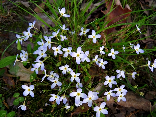 {Houstonia caerulea}